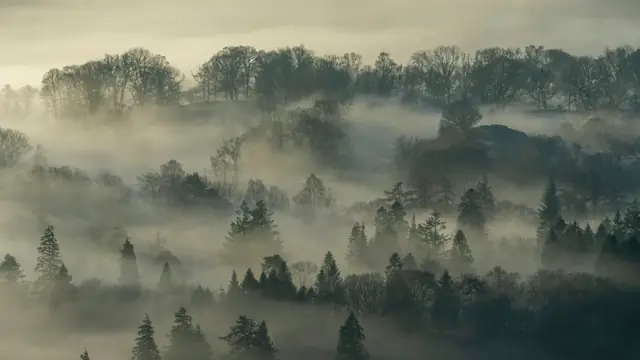 Morning fog drifting through a pine forest